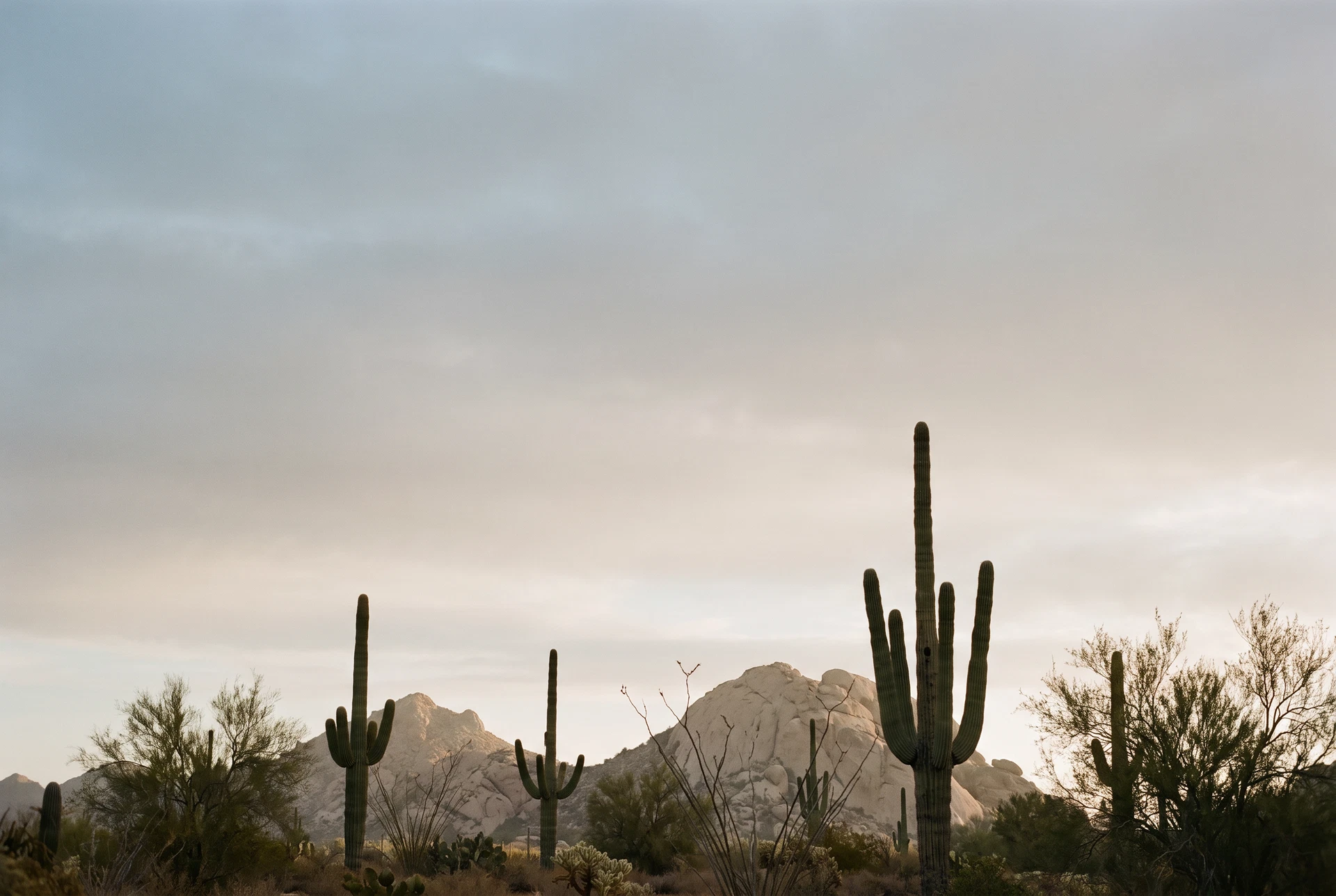 Quiet Sonoran Desert landscape with saguaros and pale foothills near Scottsdale, Arizona
